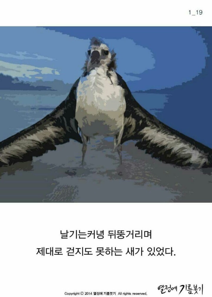 알바트로스 이미지