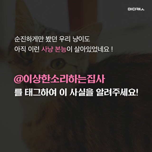 고양이채터링의진실 | 인스티즈