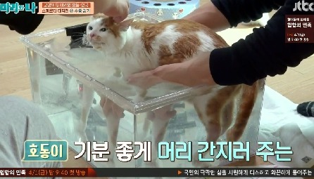 [마리와나] 뚱보냥 호동이 다이어트 시키기 (feat.먼지) | 인스티즈