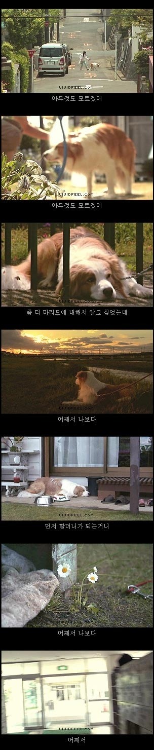 당신의 반려동물과의 이별을 생각해 본 적이 있습니까? | 인스티즈