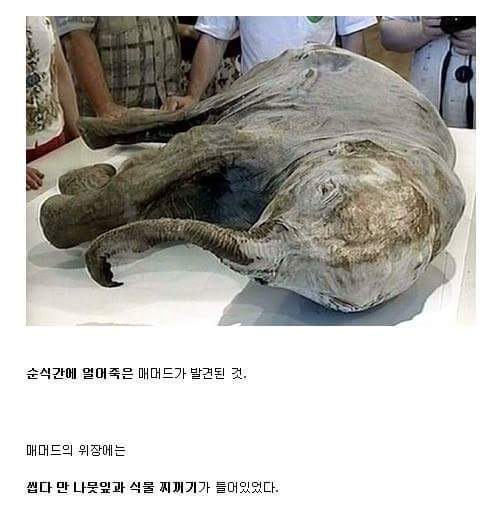 10만년마다 지구로 떨어지는 소행성 (부제 - 빙하기) | 인스티즈