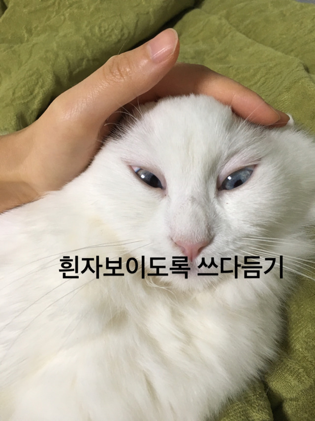 집사들이 고먐미한테 하는 짓.twt | 인스티즈