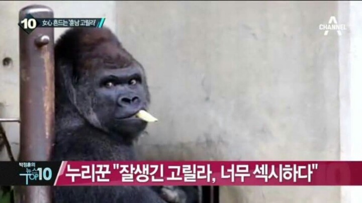 세상에서 제일 잘생긴 고릴라.jpg | 인스티즈