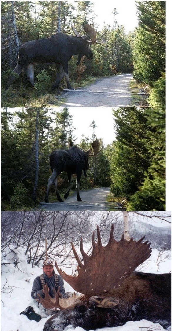 흔한 사슴 | 인스티즈