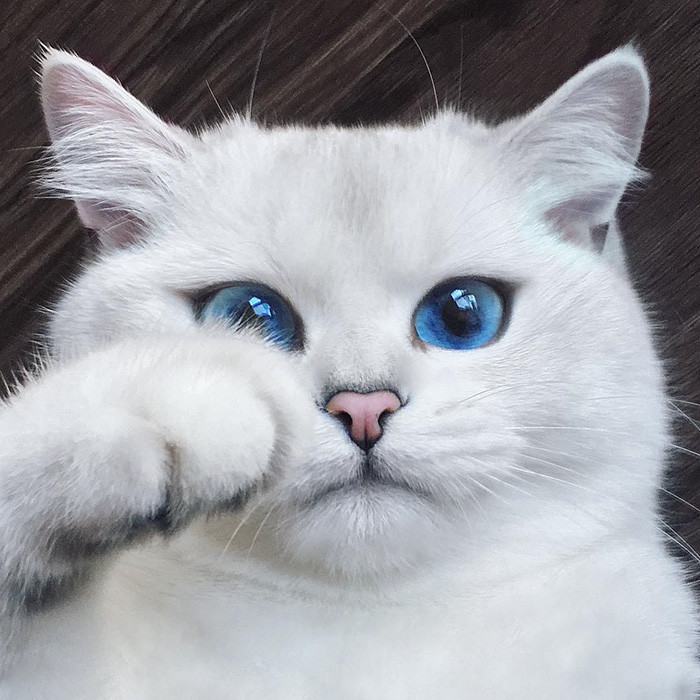 보석같은 눈을 가진 냥이 | 인스티즈