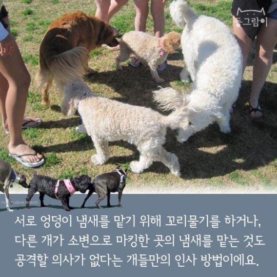 처음 만난 개와 인사하는 법 | 인스티즈