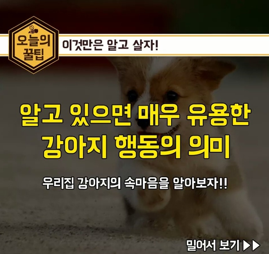 강아지 행동의 의미 | 인스티즈