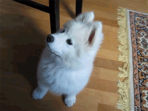 사모예드를 아시나요?.gif | 인스티즈
