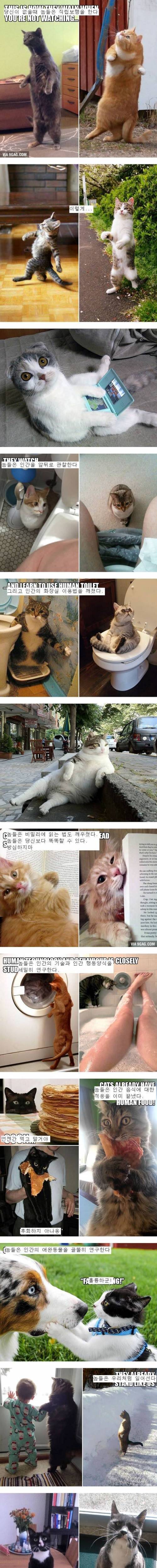 고양이 진화설 | 인스티즈