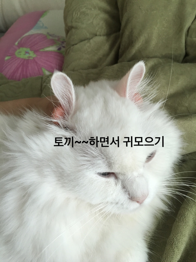 집사들이 고먐미한테 하는 짓.twt | 인스티즈