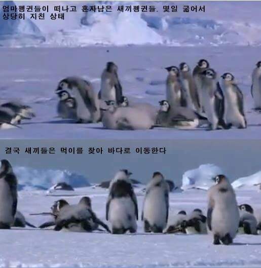 남극의 흔한 일진 jpg | 인스티즈