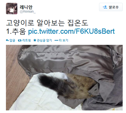 고양이로 알아보는 집 온도.twt | 인스티즈