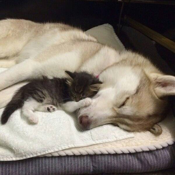 시베리안 허스키와 고양이.jpg | 인스티즈