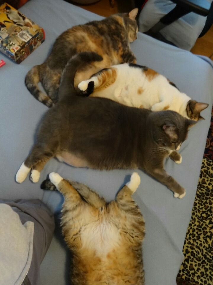 침대에 퍼져있는 뚱냥이들.jpg | 인스티즈