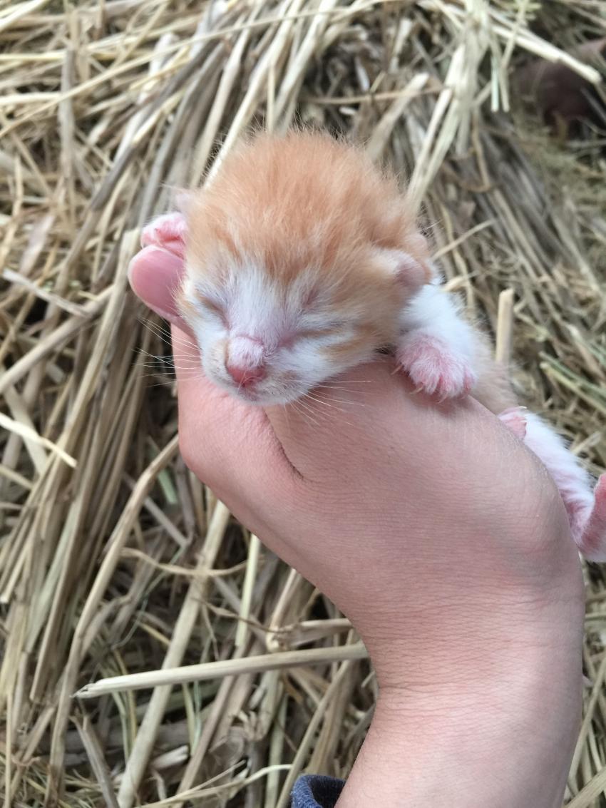 새끼 고양이.jpg | 인스티즈