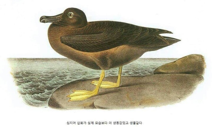실없게 생긴 생물.jpg(feat 가챠) 조류주의 | 인스티즈
