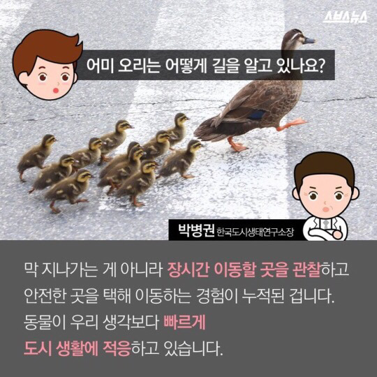 도로를 건너 긴 여정을 떠나는 아기오리와 엄마오리 가족 (심장 폭행) .jpg | 인스티즈