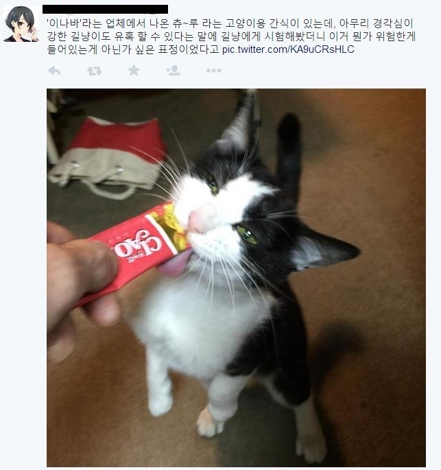 고양이계의 마​약.jpg | 인스티즈