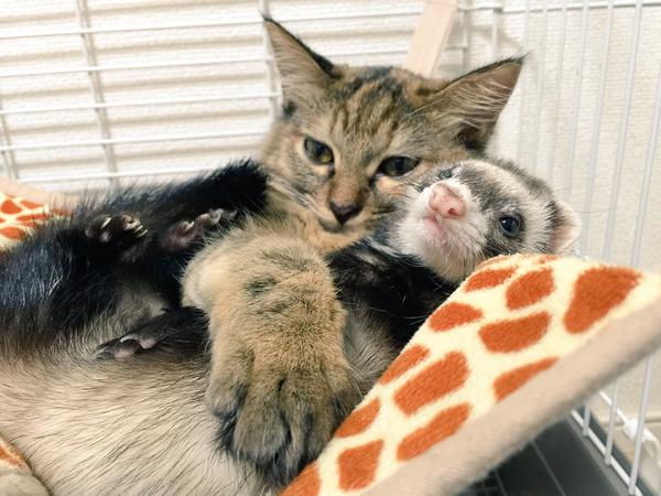 구조 되어 페릿 5마리가 있는 가정에 입양된 새끼고양이 | 인스티즈