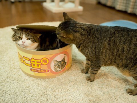 나만 없어 고양이 나만... | 인스티즈