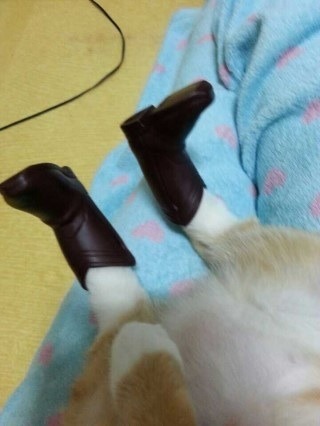 부츠가 맘에 든 듯한 고양이.jpg | 인스티즈