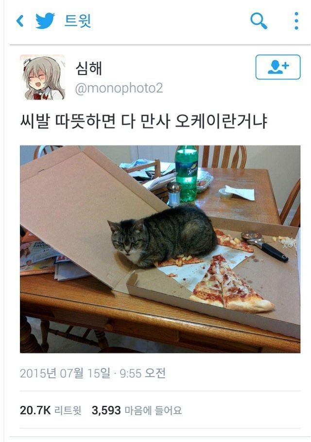 따듯하면 어디든 앉는 고양이 | 인스티즈