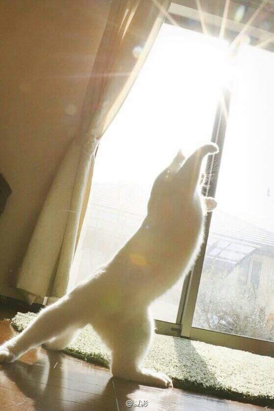 우리집 고양이가 이상해요 | 인스티즈