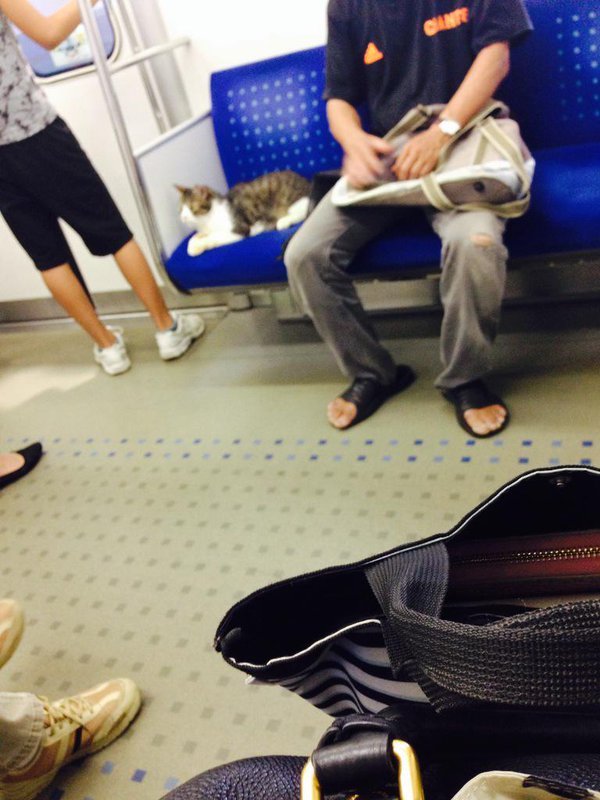 자기 혼자 전철타고 다니기를 즐긴다는 고양이.jpg | 인스티즈