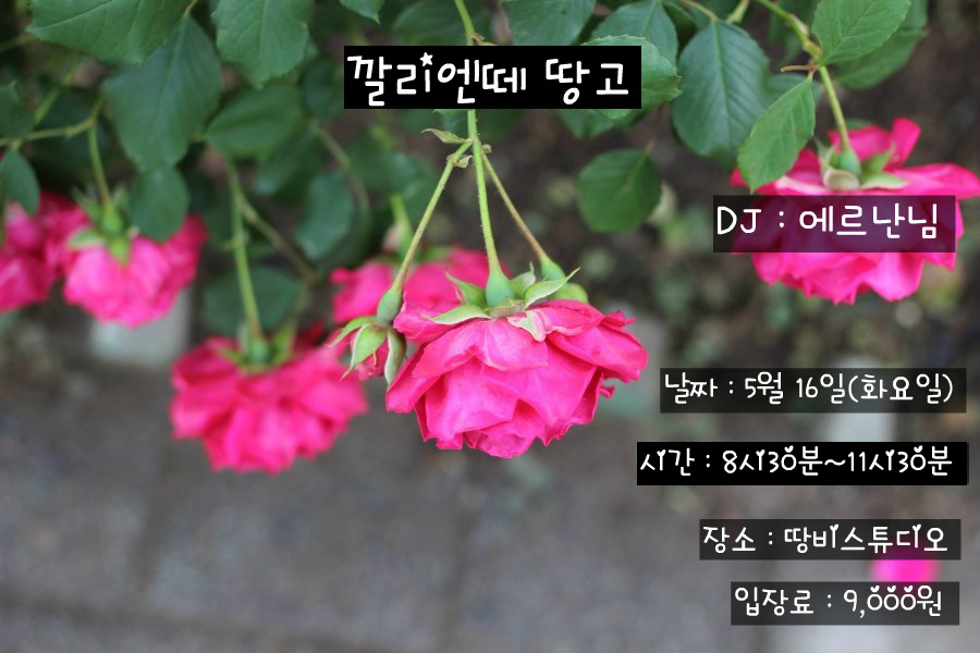 깔리엔떼 이미지