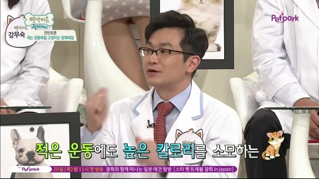 운동체질 강아지와 방콕체질 고양이?! | 인스티즈