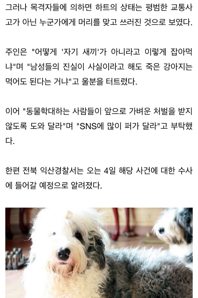 반려견 찾는 주인 속이고 불태워 개고기로 먹은 주민들 | 인스티즈