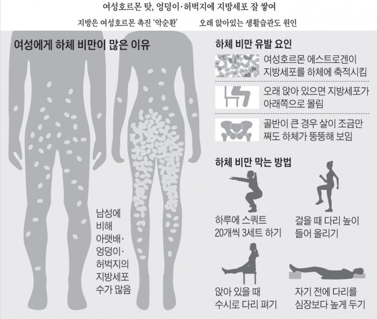 여성에게 하체 비만이 많은 까닭 | 인스티즈