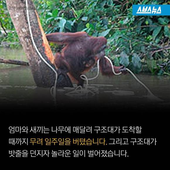 숲에 사는 사람들 | 인스티즈