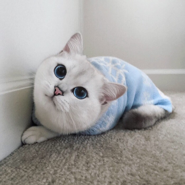 눈이 아름다운 고양이 | 인스티즈