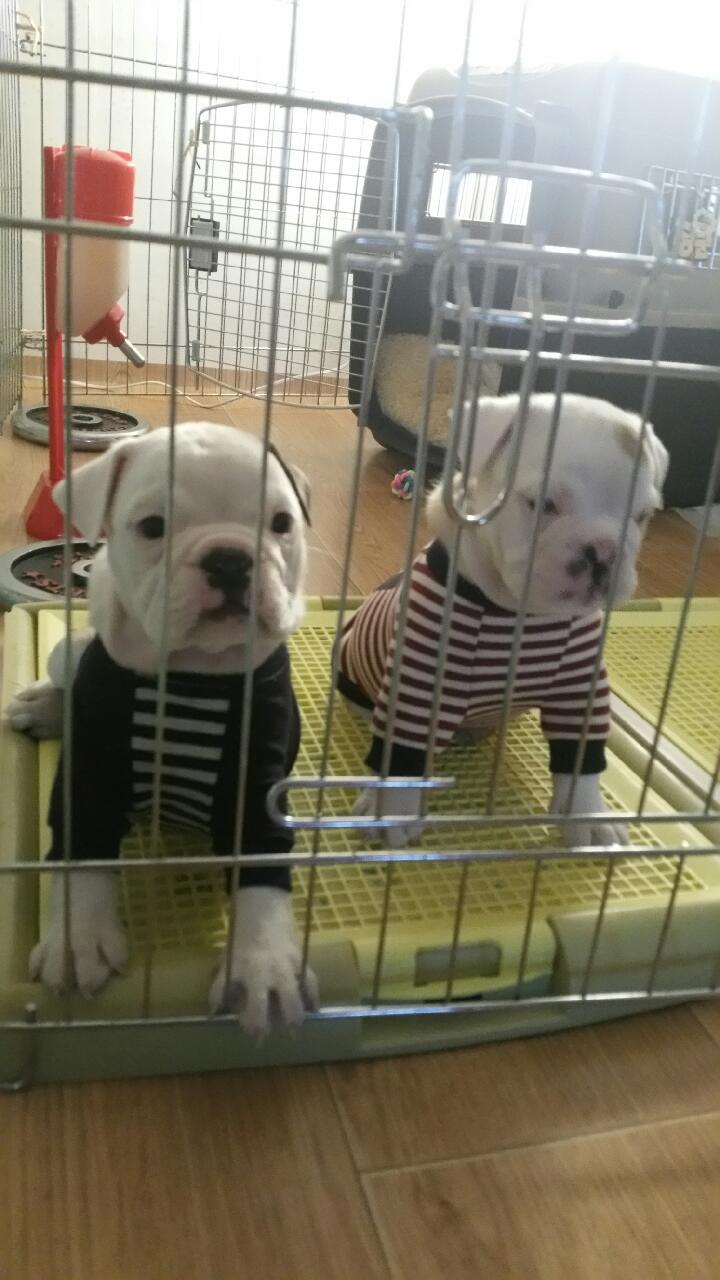 꿀꿀돼지다 이미지
