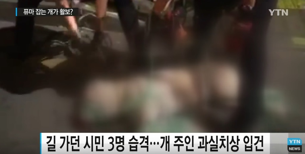 퓨마도 잡는다는 개가 거리 활보?...법 개정 필요 | 인스티즈