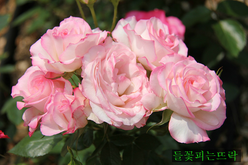 서울랜드장 이미지