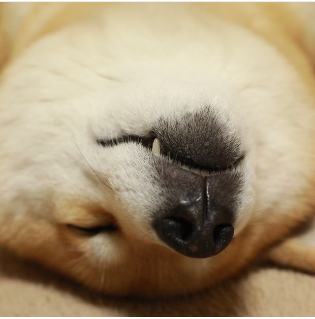 잠 자는 시바 | 인스티즈