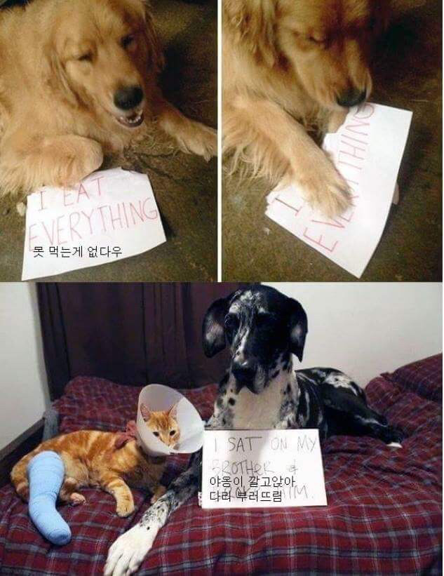 반려동물들이 한 잘못들 | 인스티즈