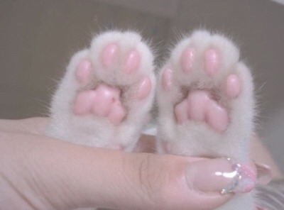 Tumblr : #cat #pink | 인스티즈