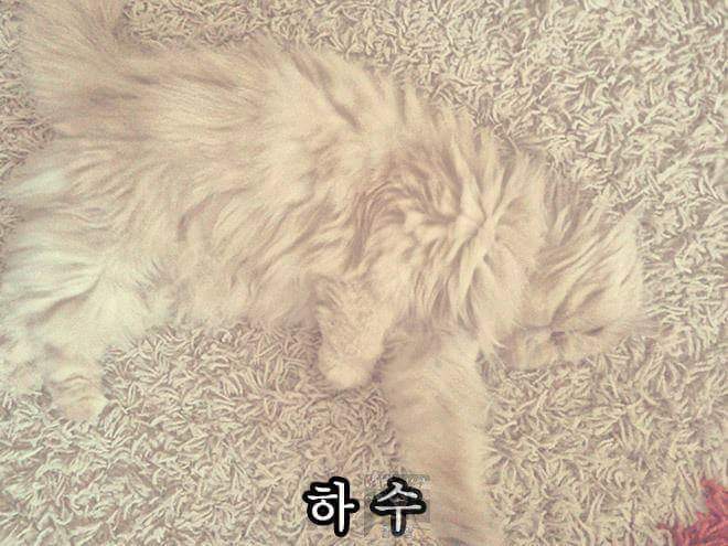고양이 은신술 레벨 | 인스티즈