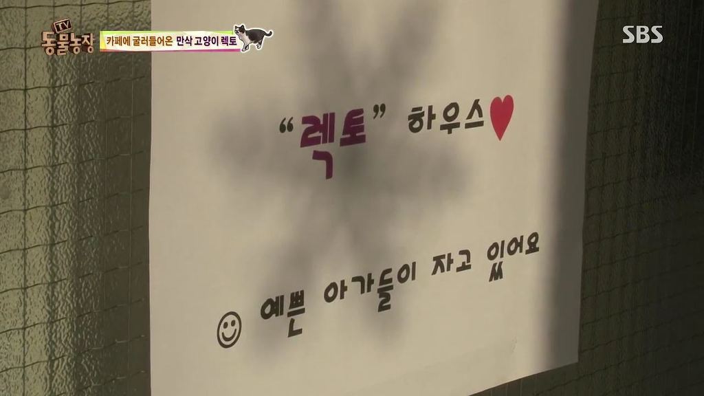 동물농장 [카페에굴러들어온고양이렉토] | 인스티즈