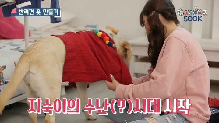 강아지 옷 만드는 지숙.jpg | 인스티즈