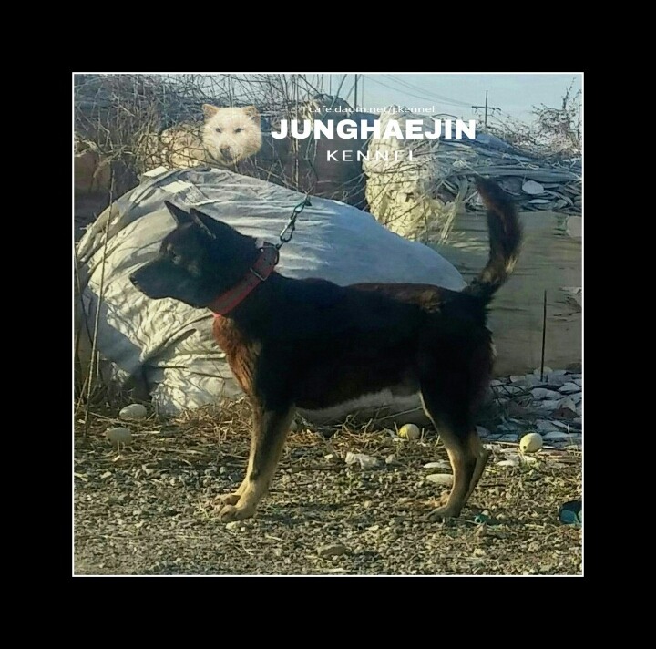 바우 이미지