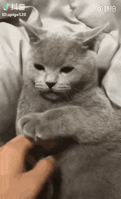 고양이랑 친해지는법.gif | 인스티즈