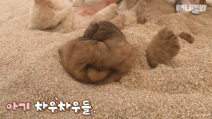심장주의 모래찜질하다 빠진 댕댕이 끝순이 | 인스티즈