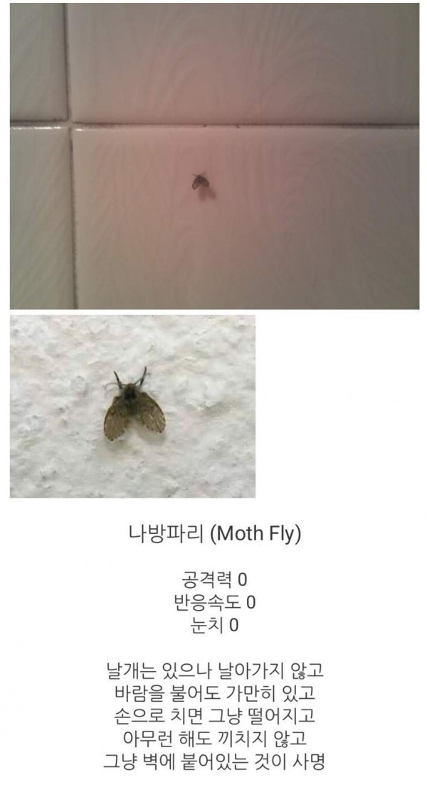 화장실 최약체 생물에게 당한 웃대인 | 인스티즈