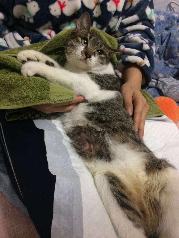 박스안에서 버려진채 떨고있던 고양이 쿠키를 도와주세요! +따뜻한 가족이되어줄 입양처를 찾습니다! | 인스티즈