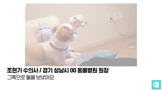 폭염 속 버려진 똘똘이가 모니로 개명한 사연 | 인스티즈