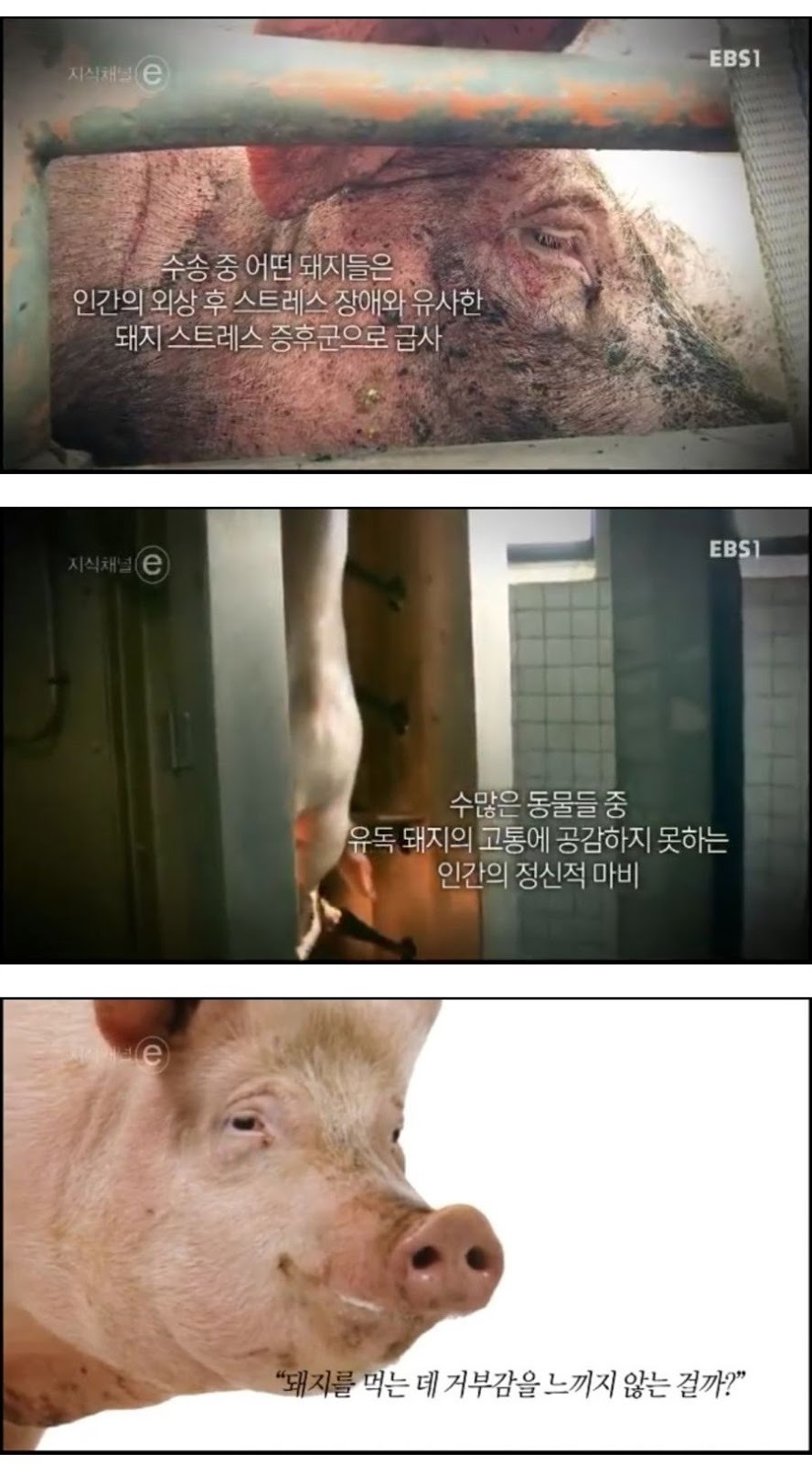 돼지에 대한 편견과 오해.jpg | 인스티즈